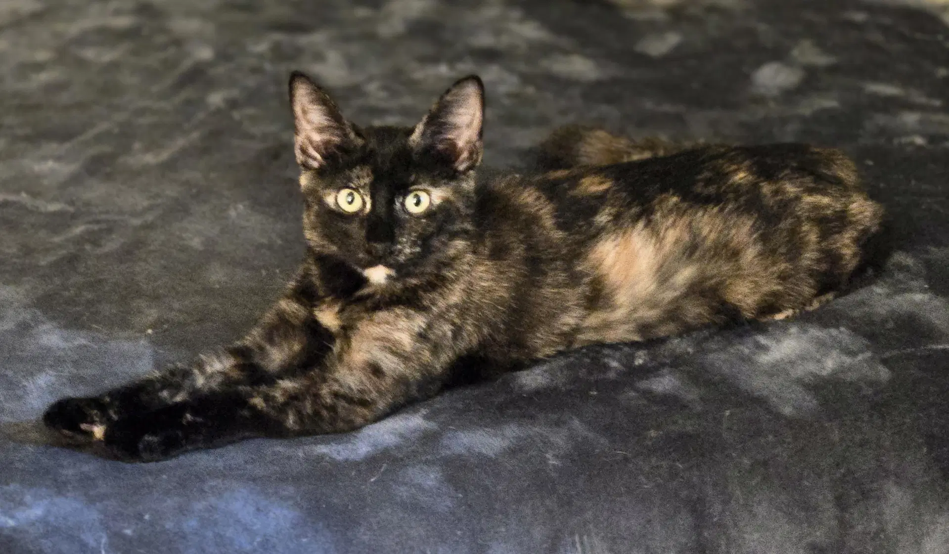Madison - Tortoiseshell