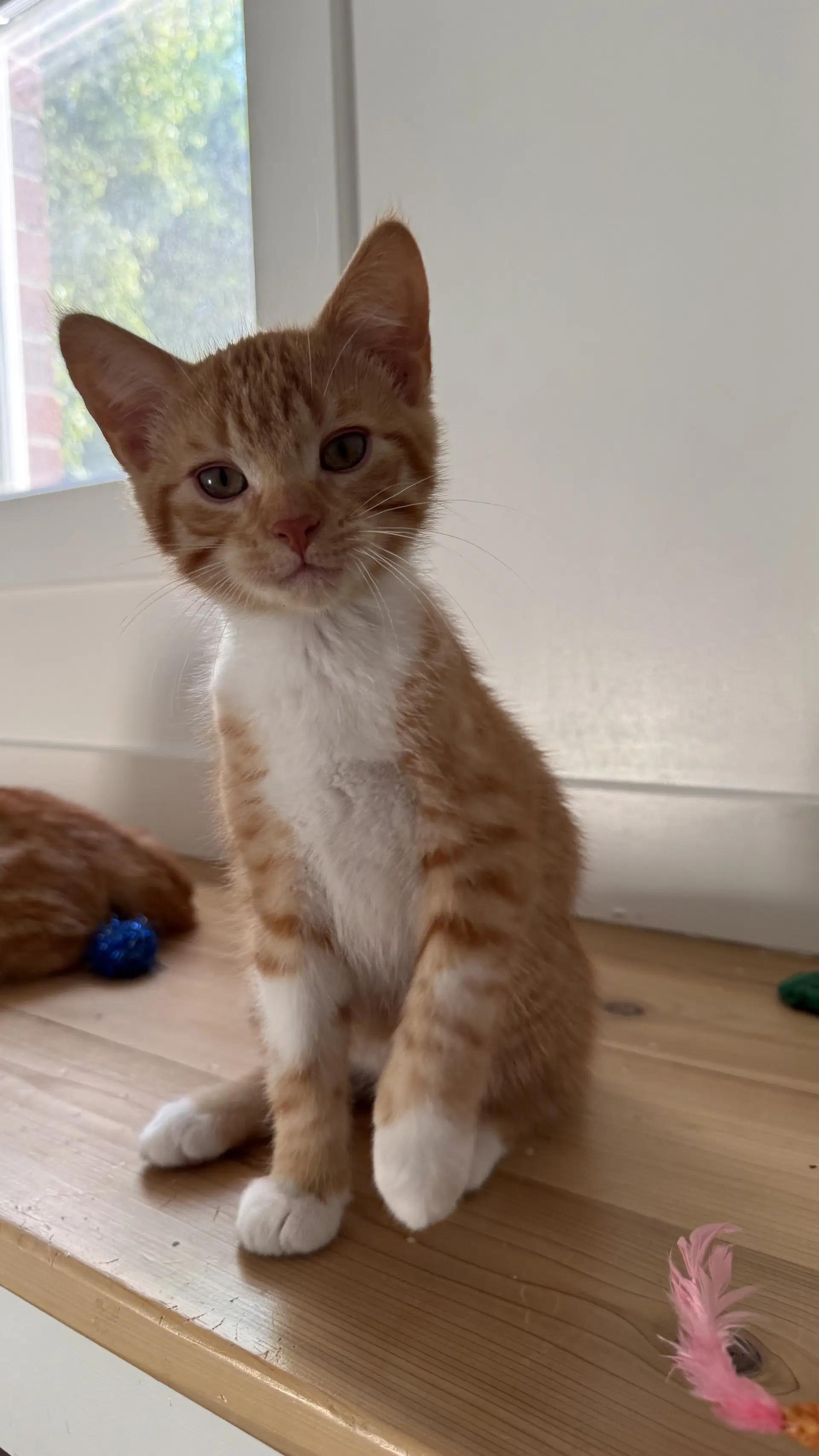 Ember Blaze - Domestic Short Hair