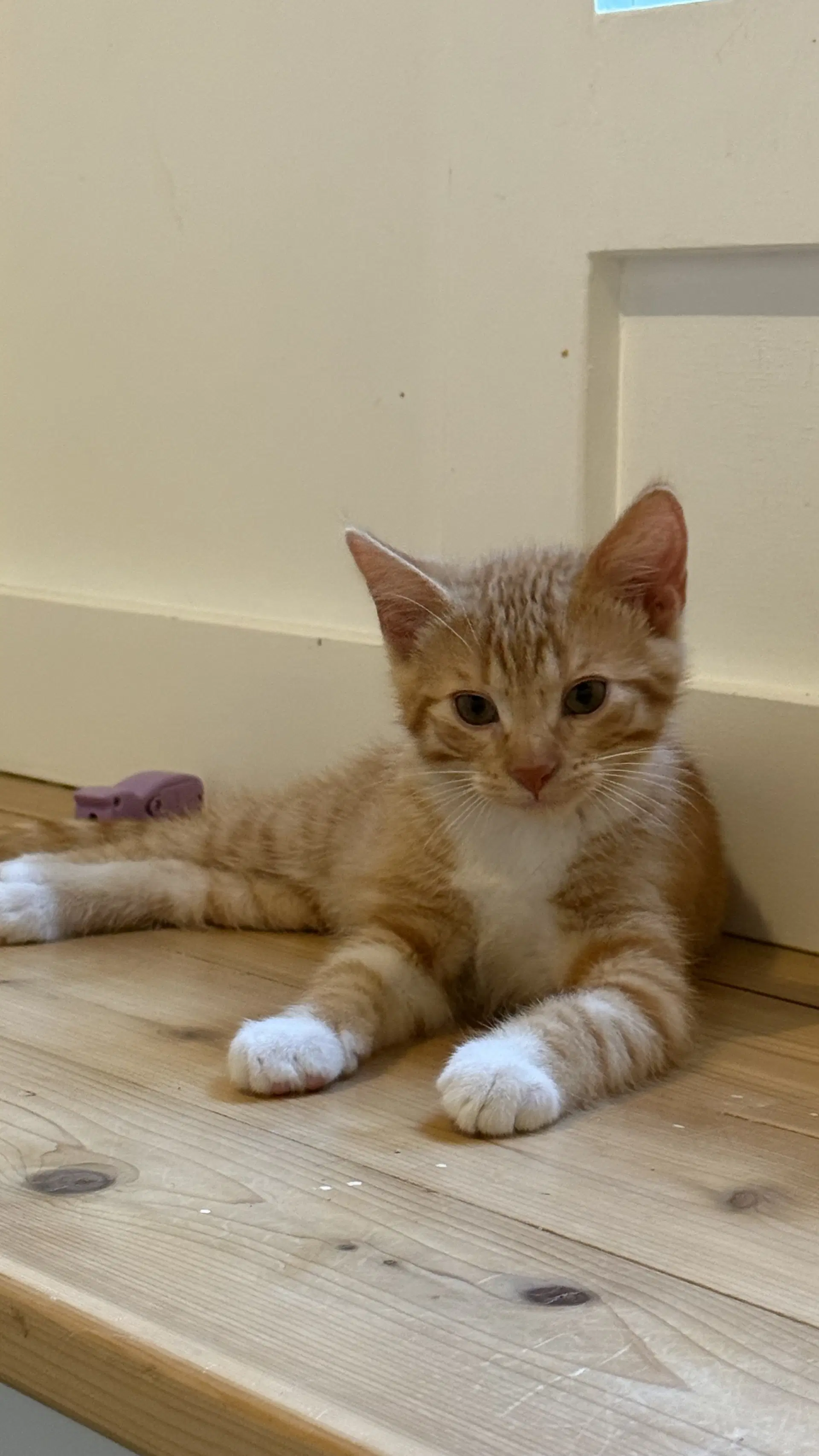 Ember Blaze image 4