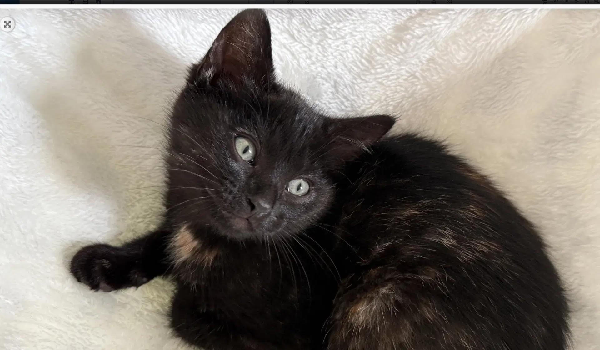 Firefly - Domestic Short Hair