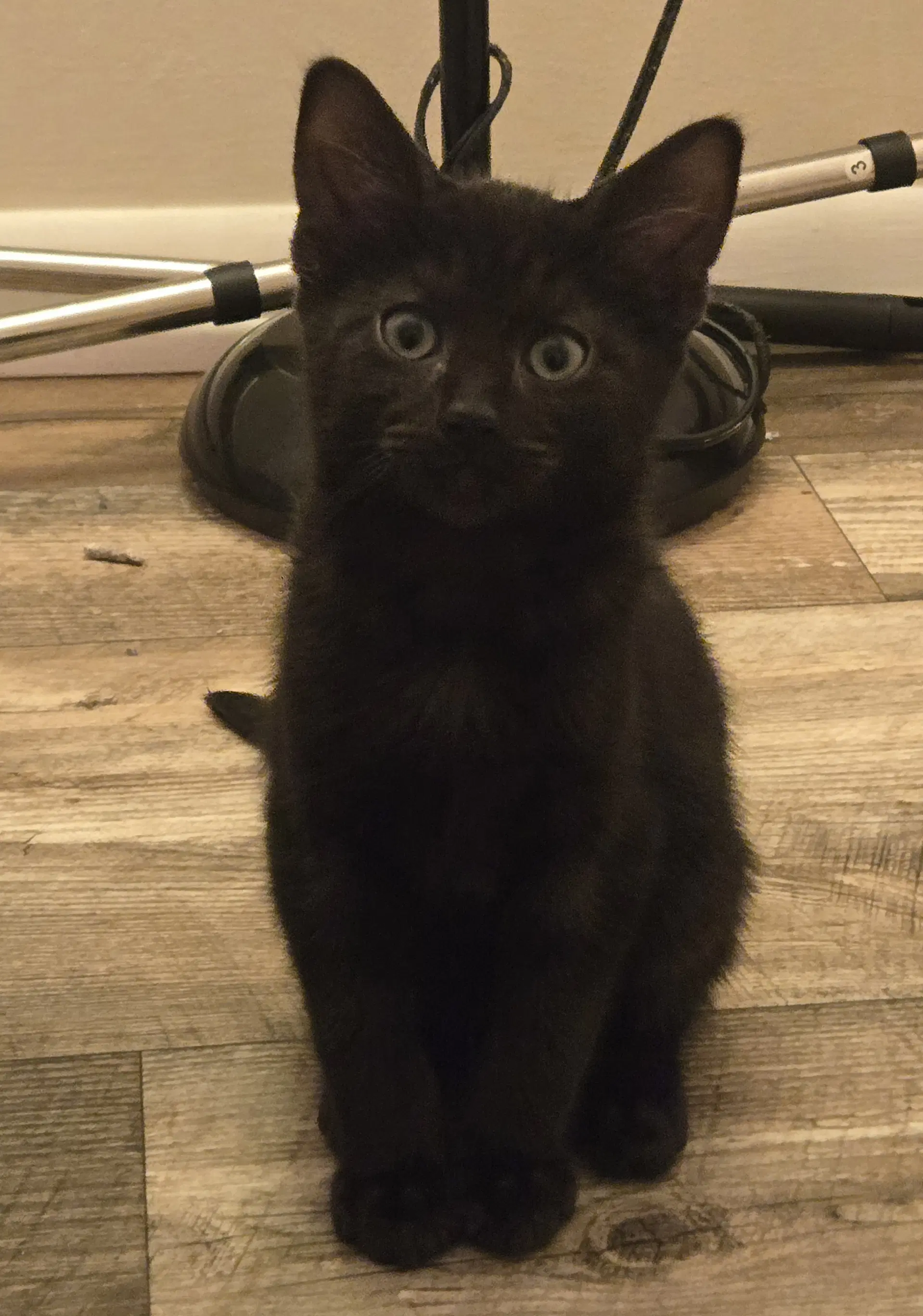 Mark - Domestic Short Hair