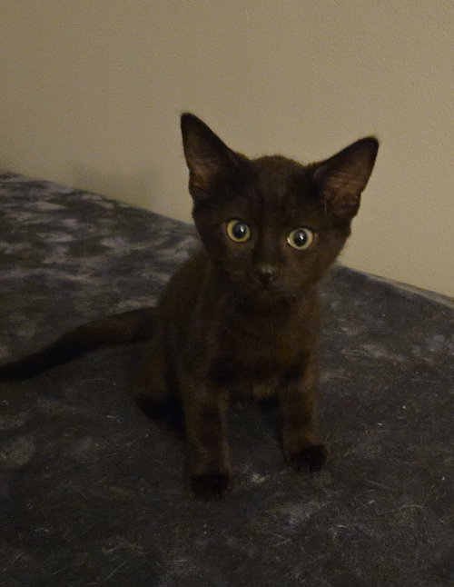 Mitchell, a cat for adoption from For The Love Of Cats Rescue And Adoption