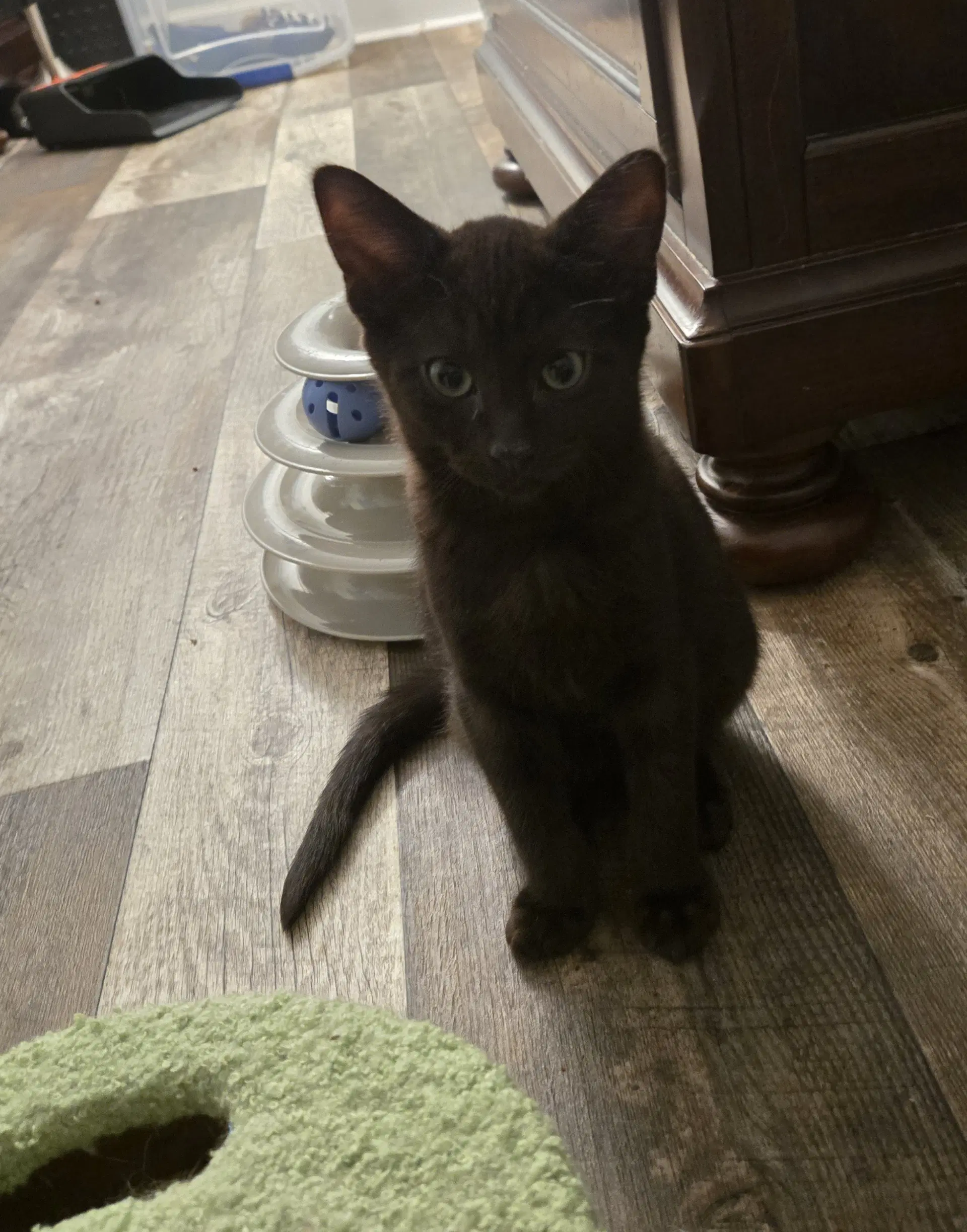 Mack - Domestic Short Hair