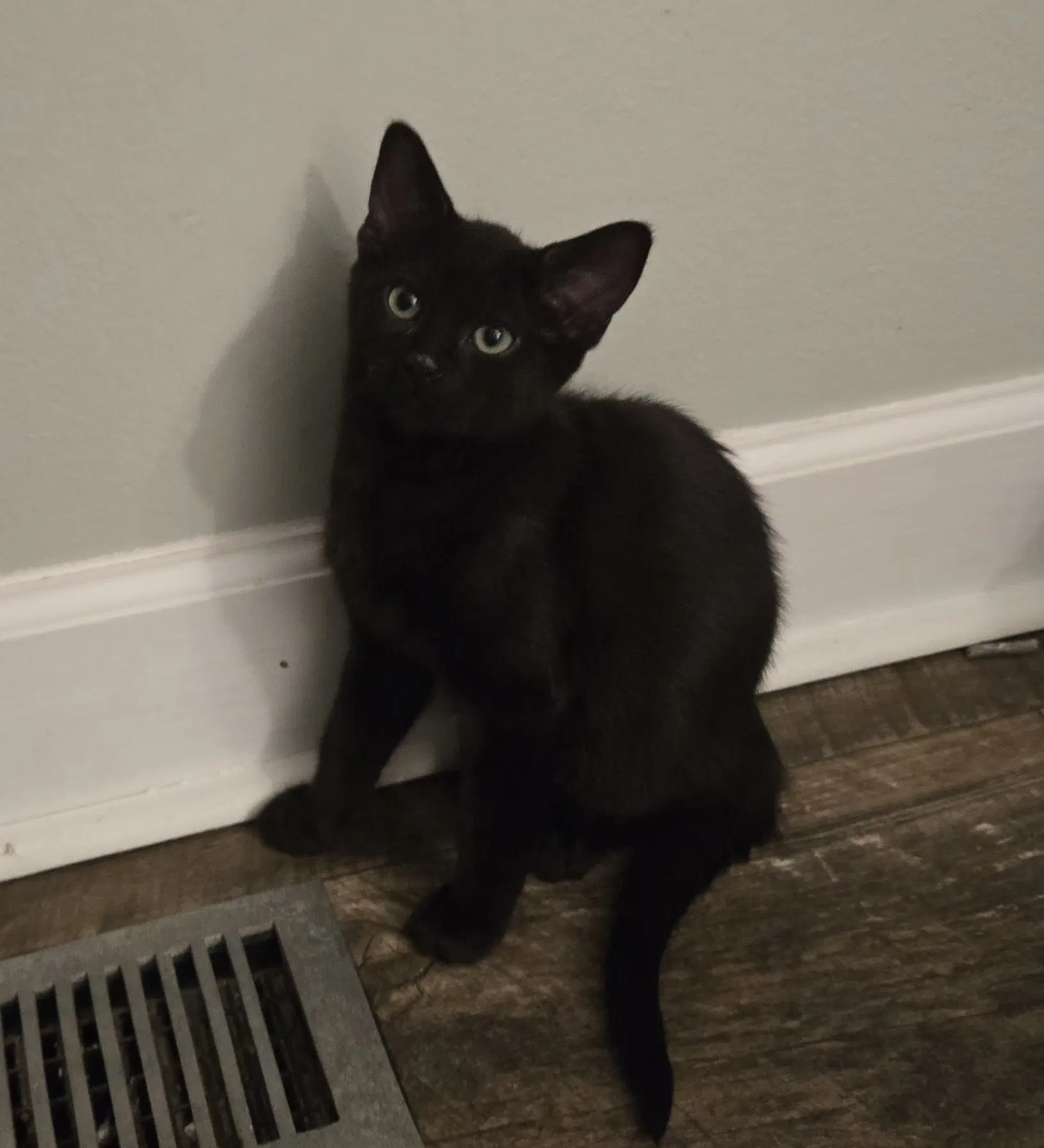 Mack image 3