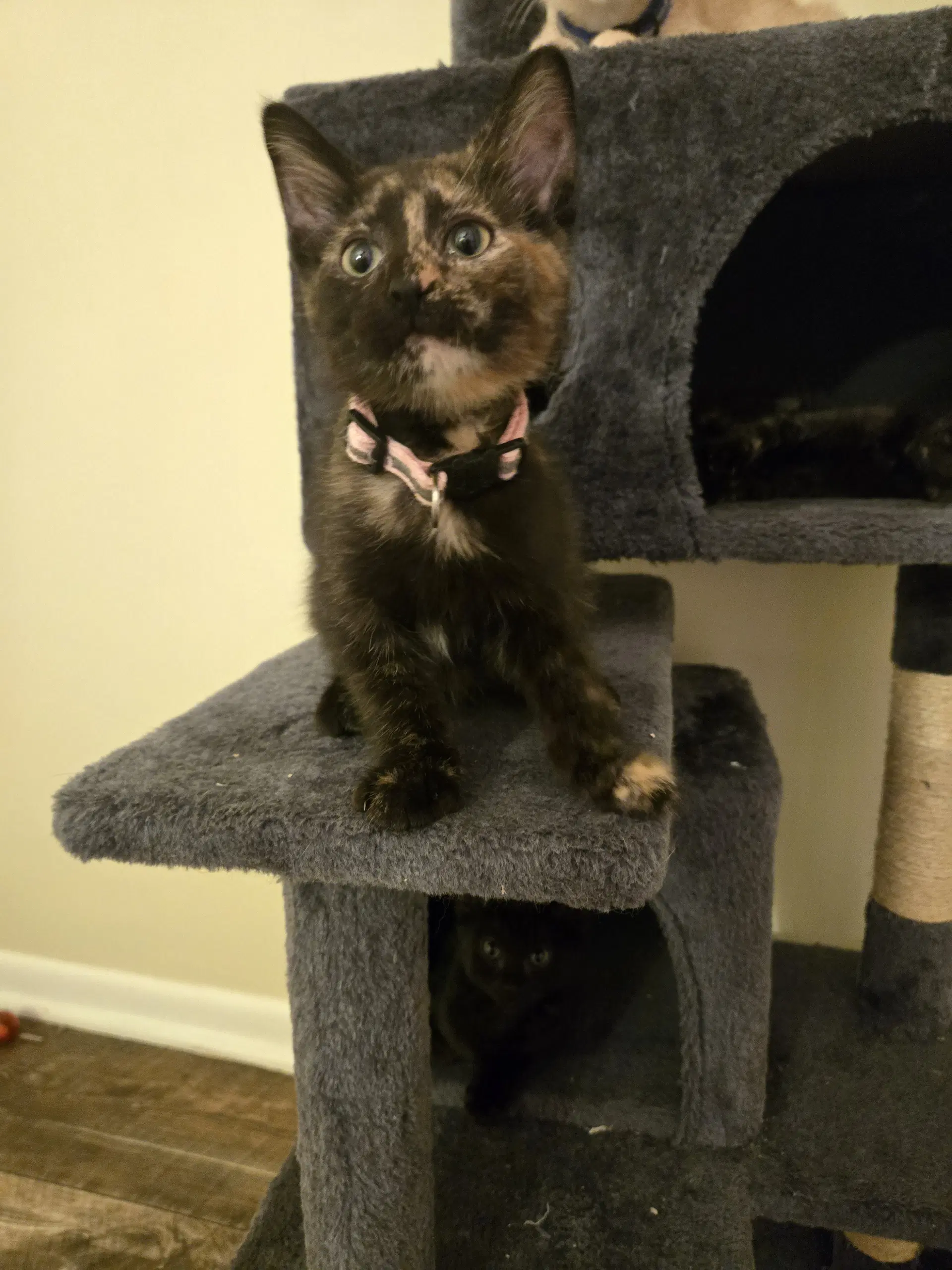 Mallory - Domestic Short Hair
