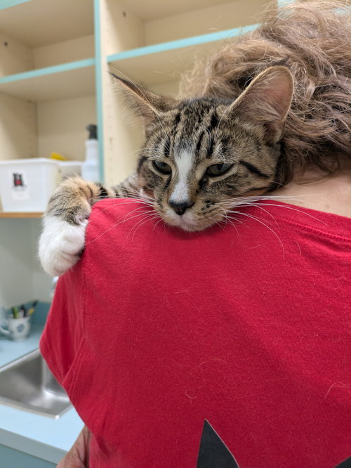 Mickey D, Baby Domestic Short Hair (short coat), cat for adoption in Rochester Hills, Michigan