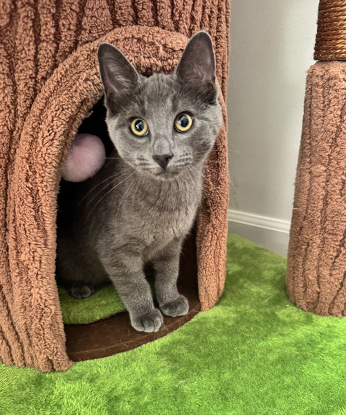 Ekko, an adoptable Russian Blue in Walled Lake, MI