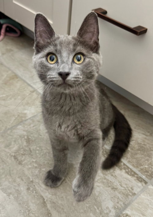 Ekko photo 2