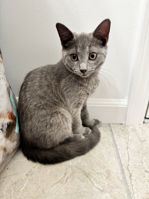 Ekko photo 3