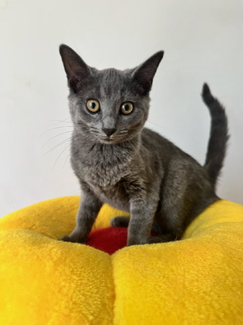 Jynx, an adoptable Russian Blue in Walled Lake, MI