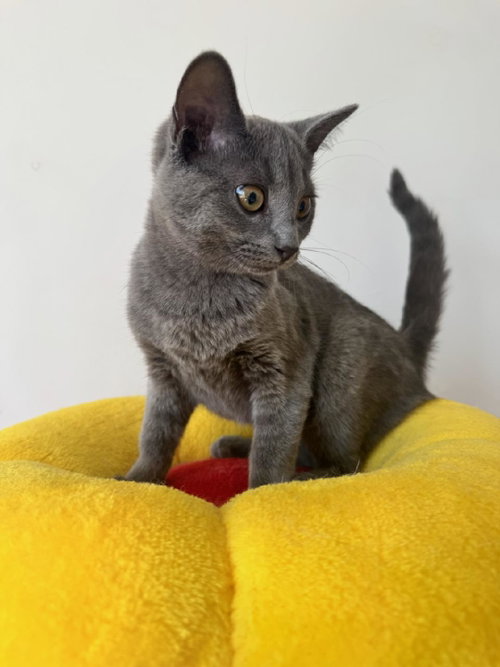 Jynx photo 3