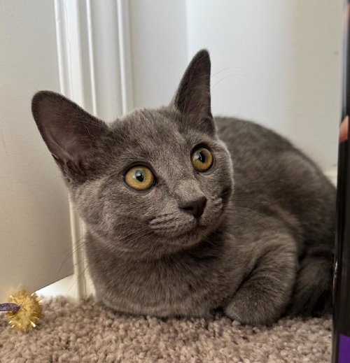 Jynx photo 4