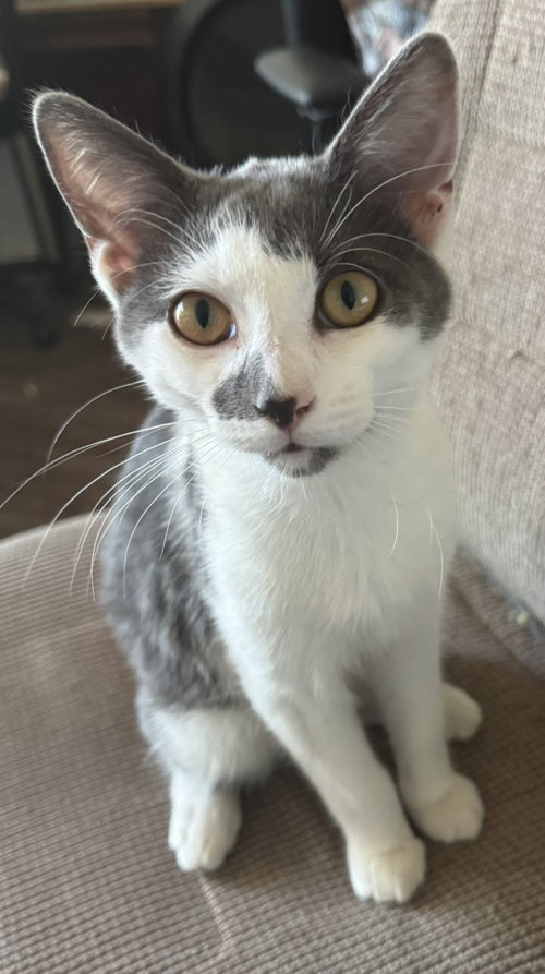 picture of the cat needing adoption