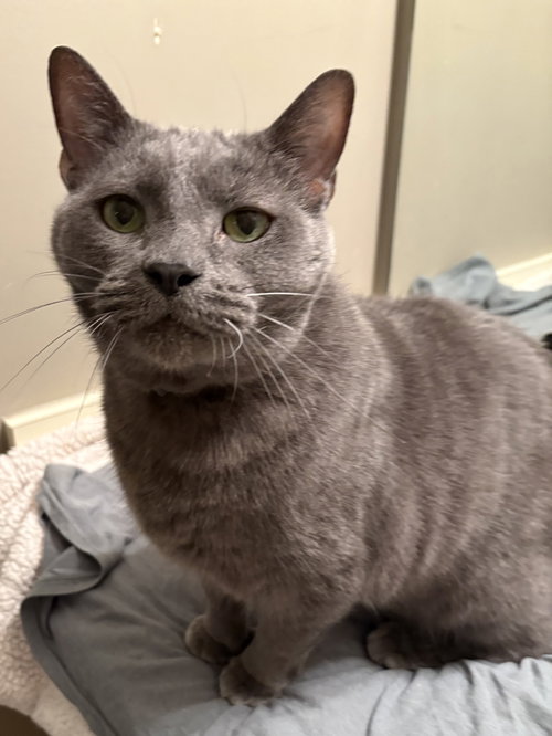 picture of the cat needing adoption
