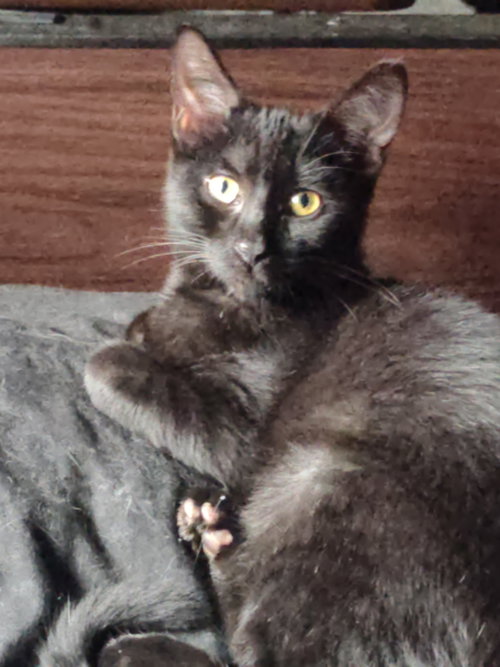 Blu (Baloo), a cat for adoption from For The Love Of Cats Rescue And Adoption