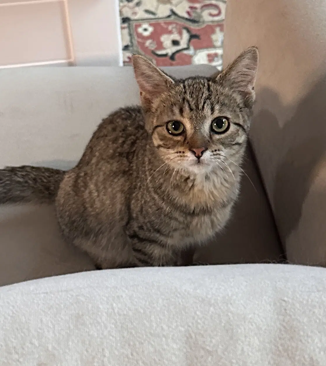 Snickers - Domestic Short Hair
