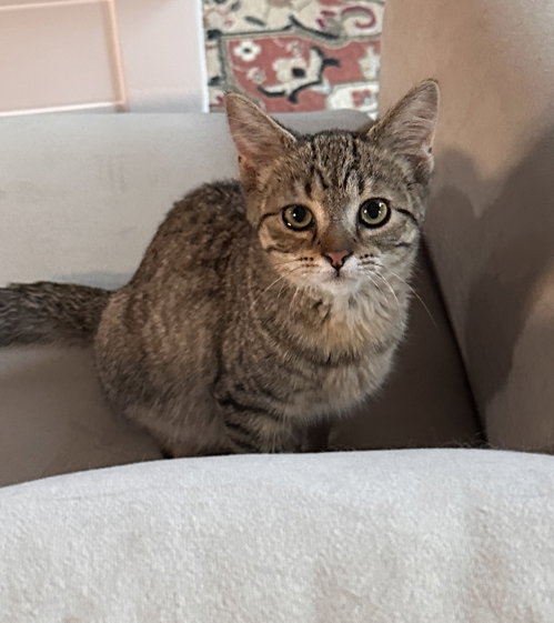 Snickers, a cat for adoption from For The Love Of Cats Rescue And Adoption