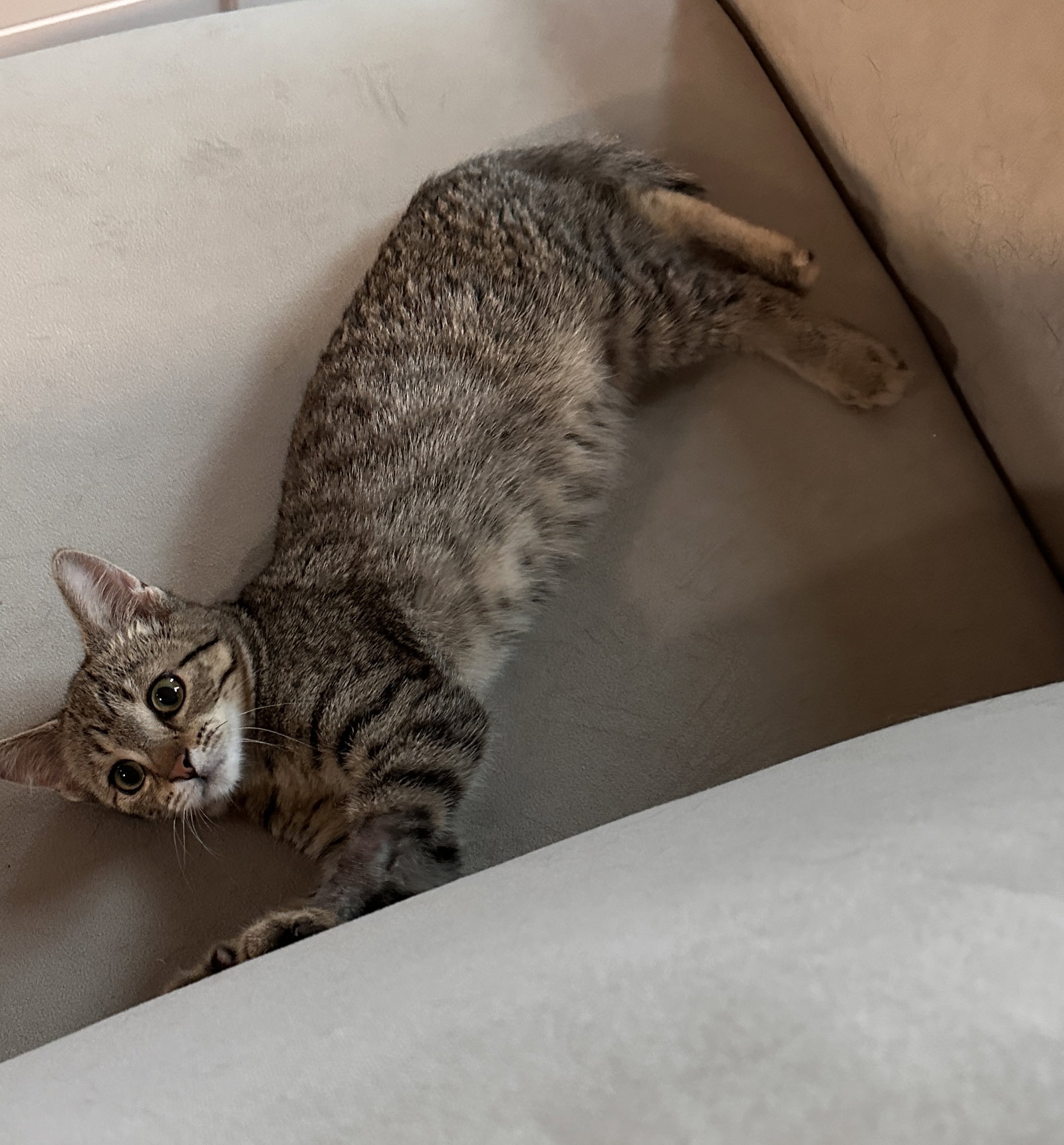Snickers, photo 4