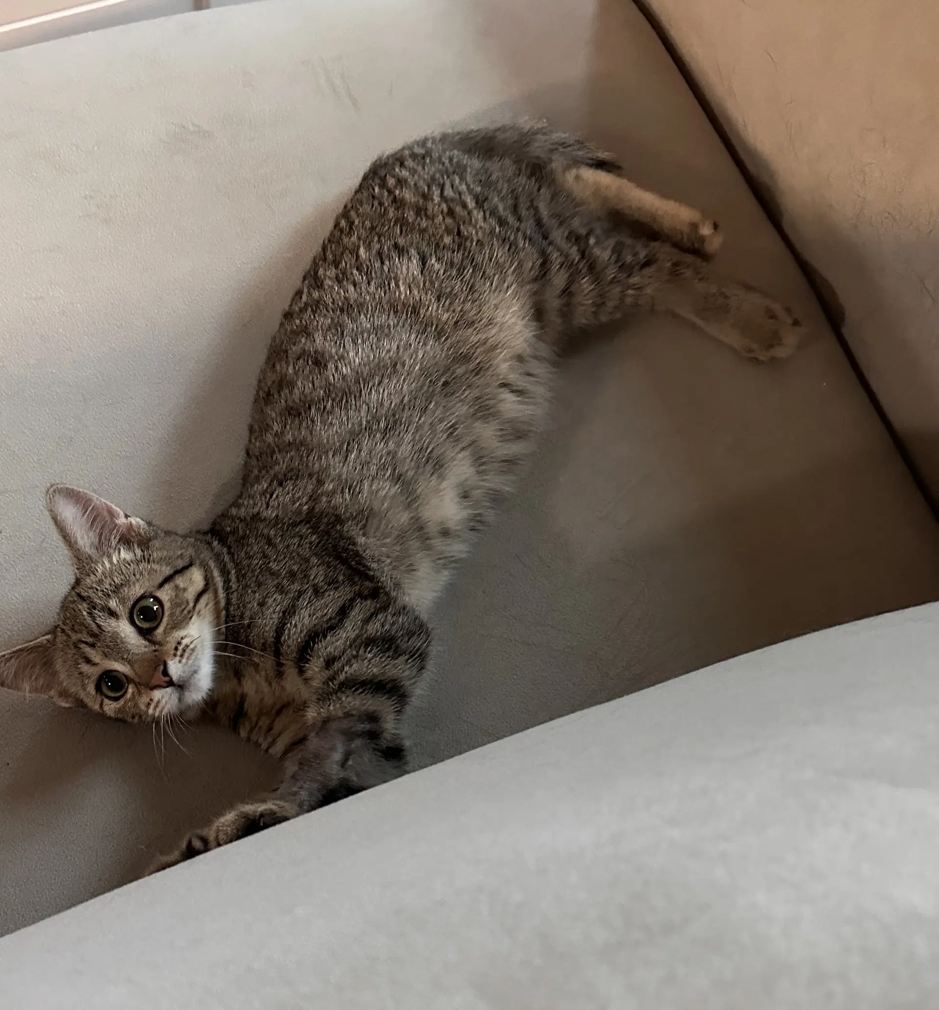 Snickers image 2