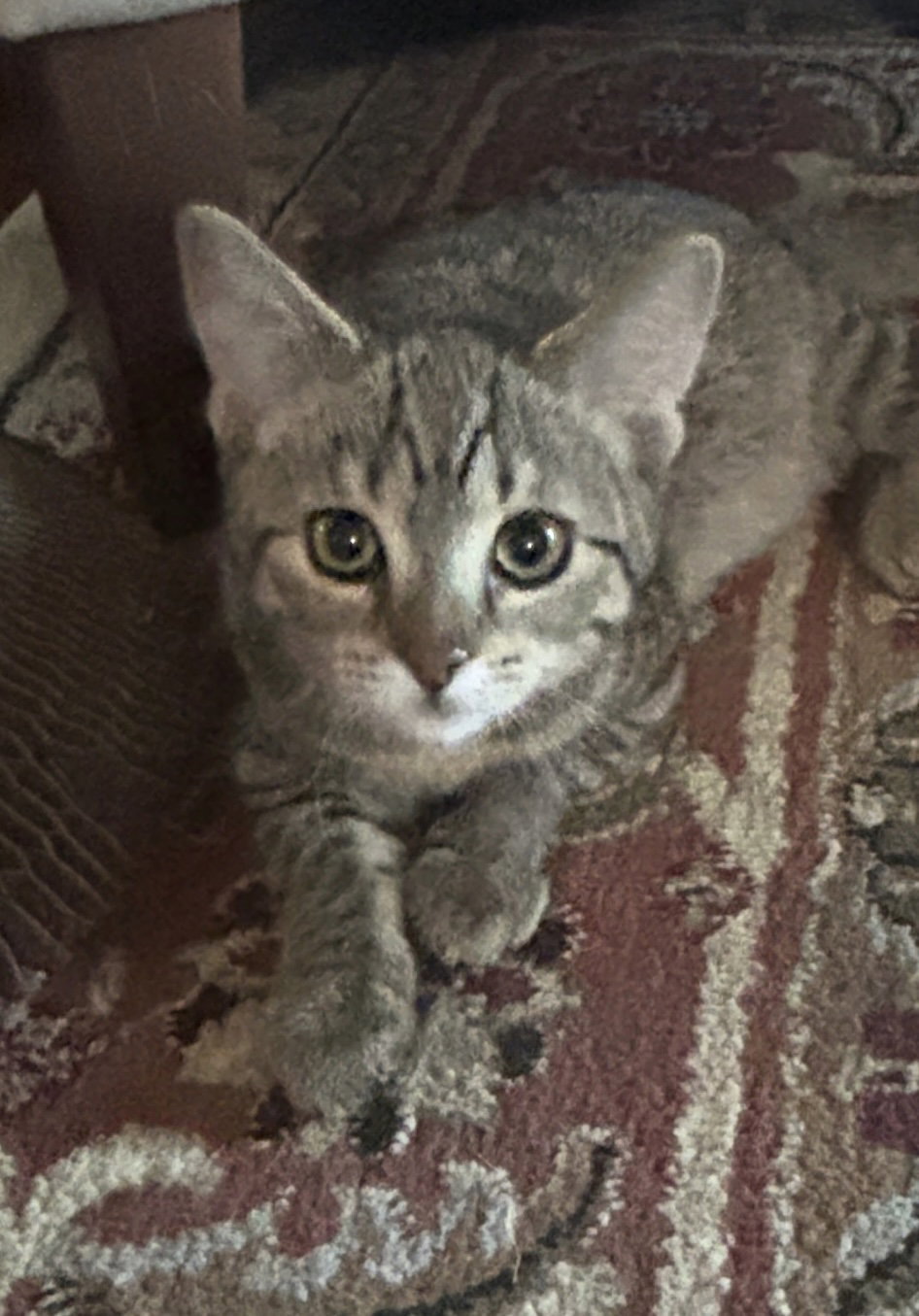 Snickers, photo 7