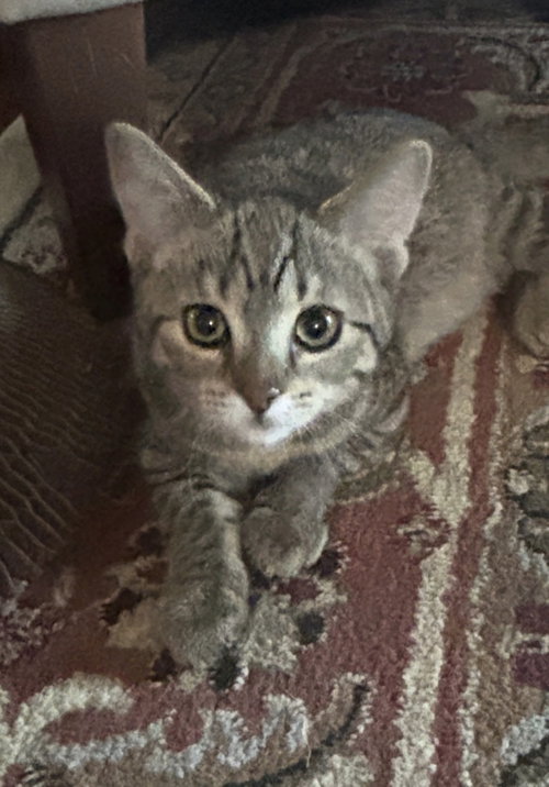 Photo 5 of Snickers