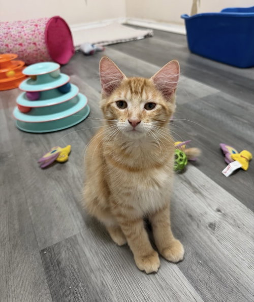 Sierra