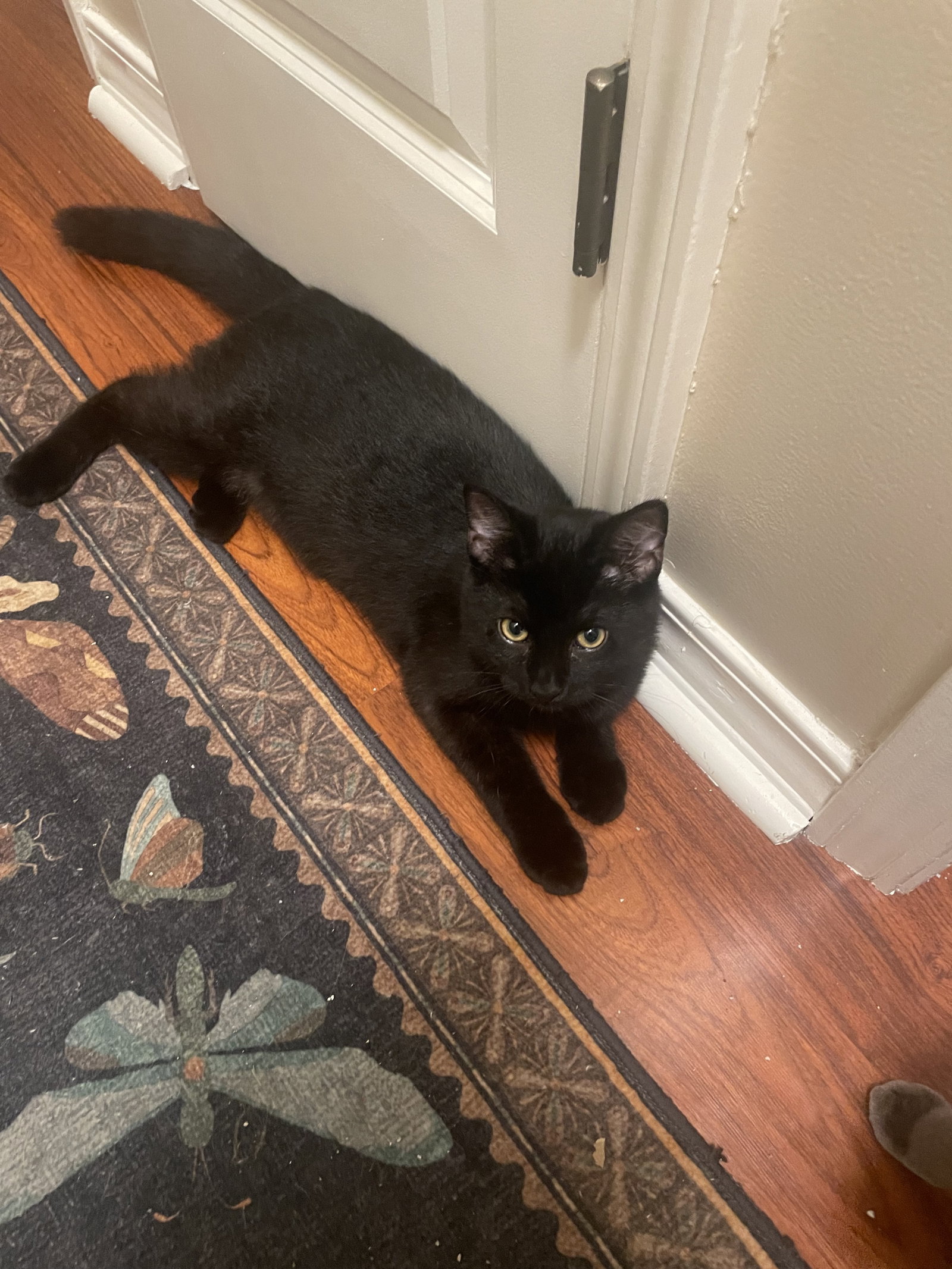 Jeti, Domestic Short Hair
