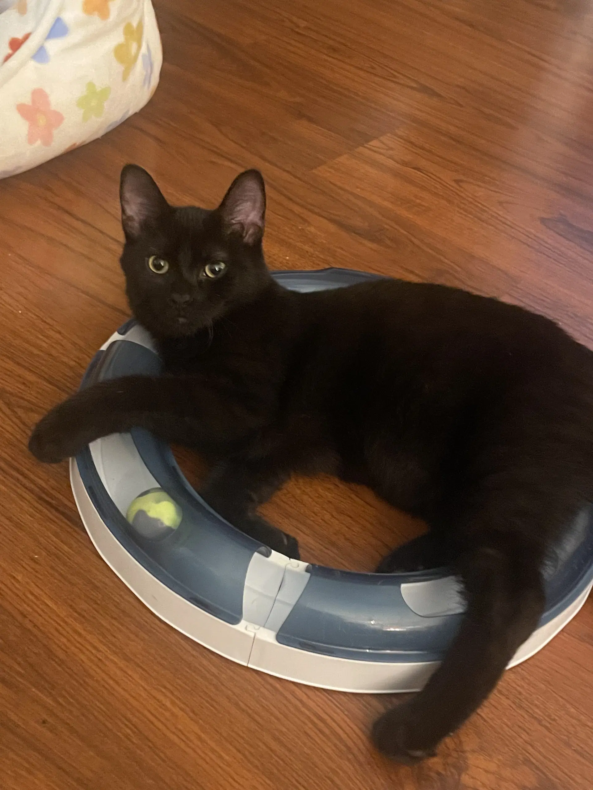 Eliza image 2