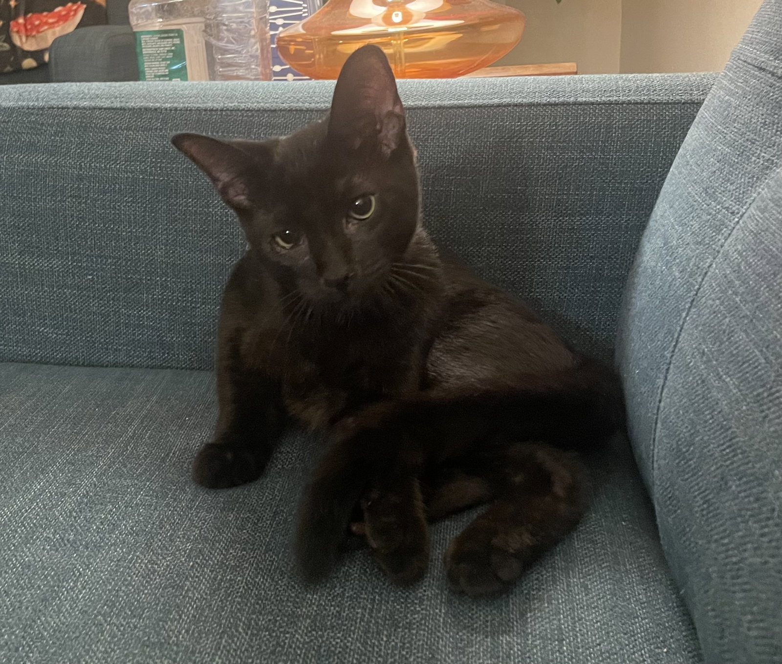 Carbon, Domestic Short Hair