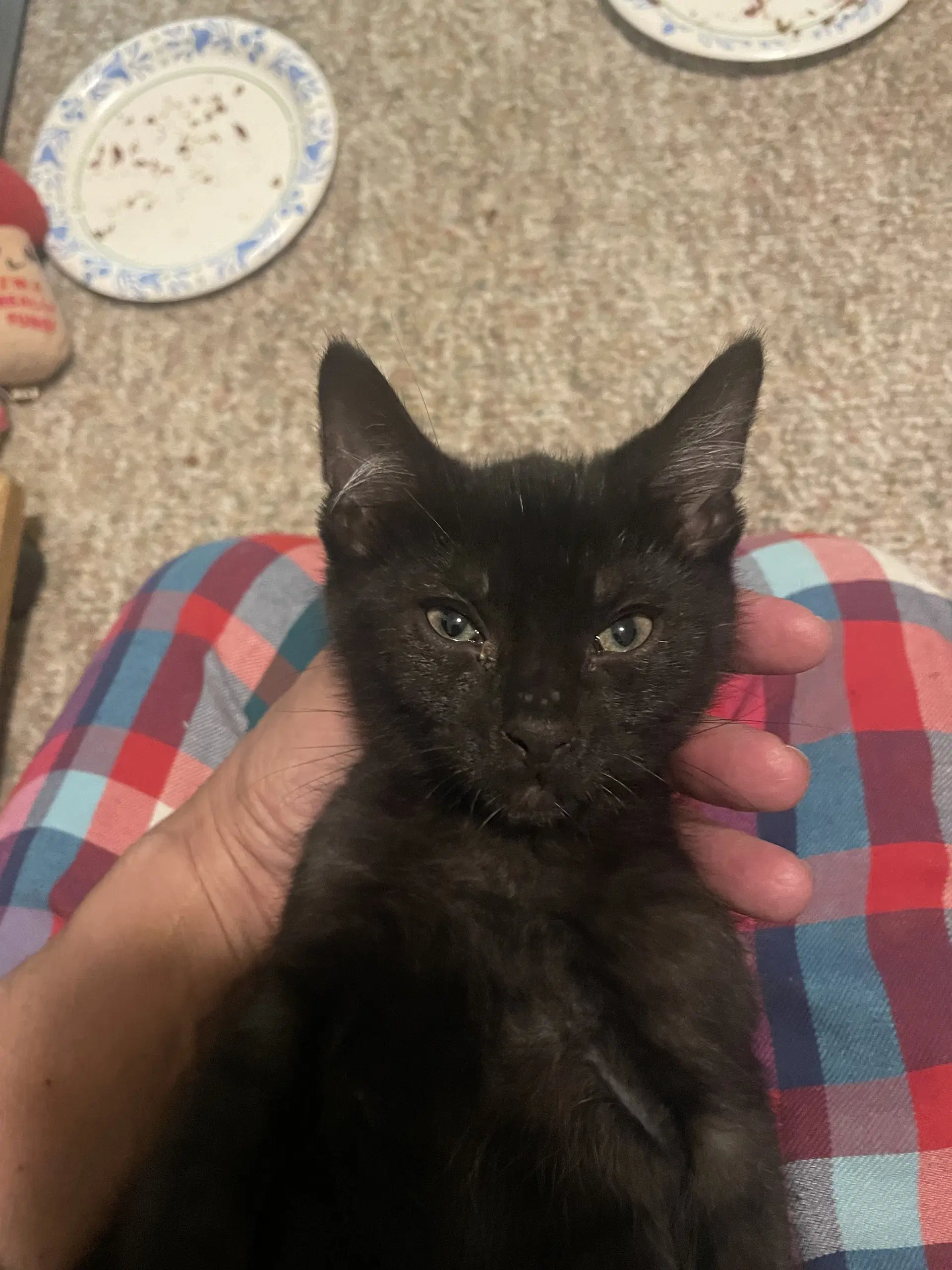 Rumble - Domestic Short Hair