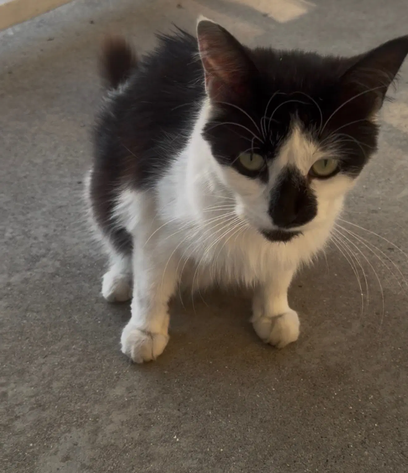 Olivia image 2