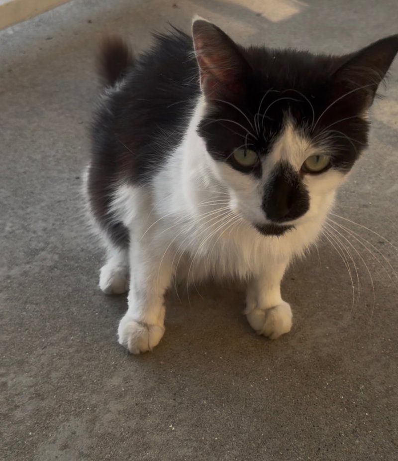 Olivia, photo 2