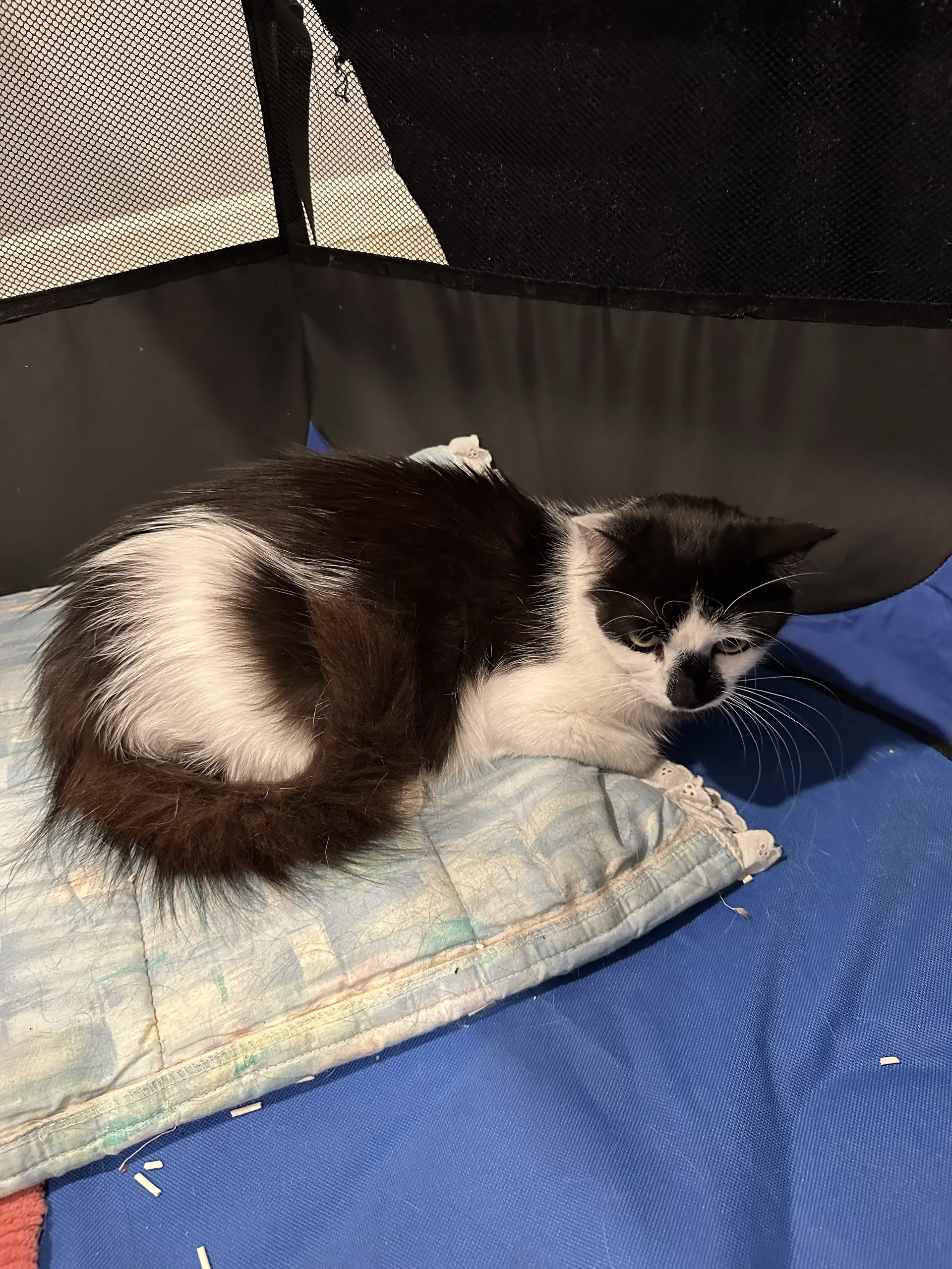 Olivia - Domestic Short Hair