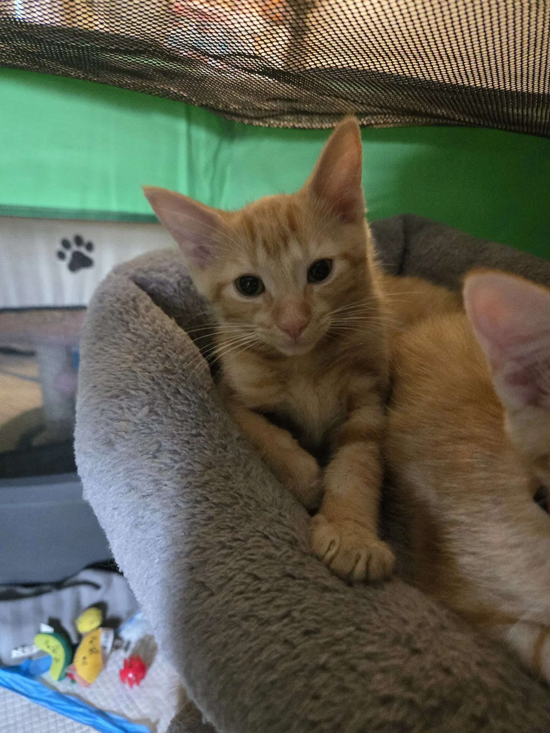 Callen - Domestic Short Hair
