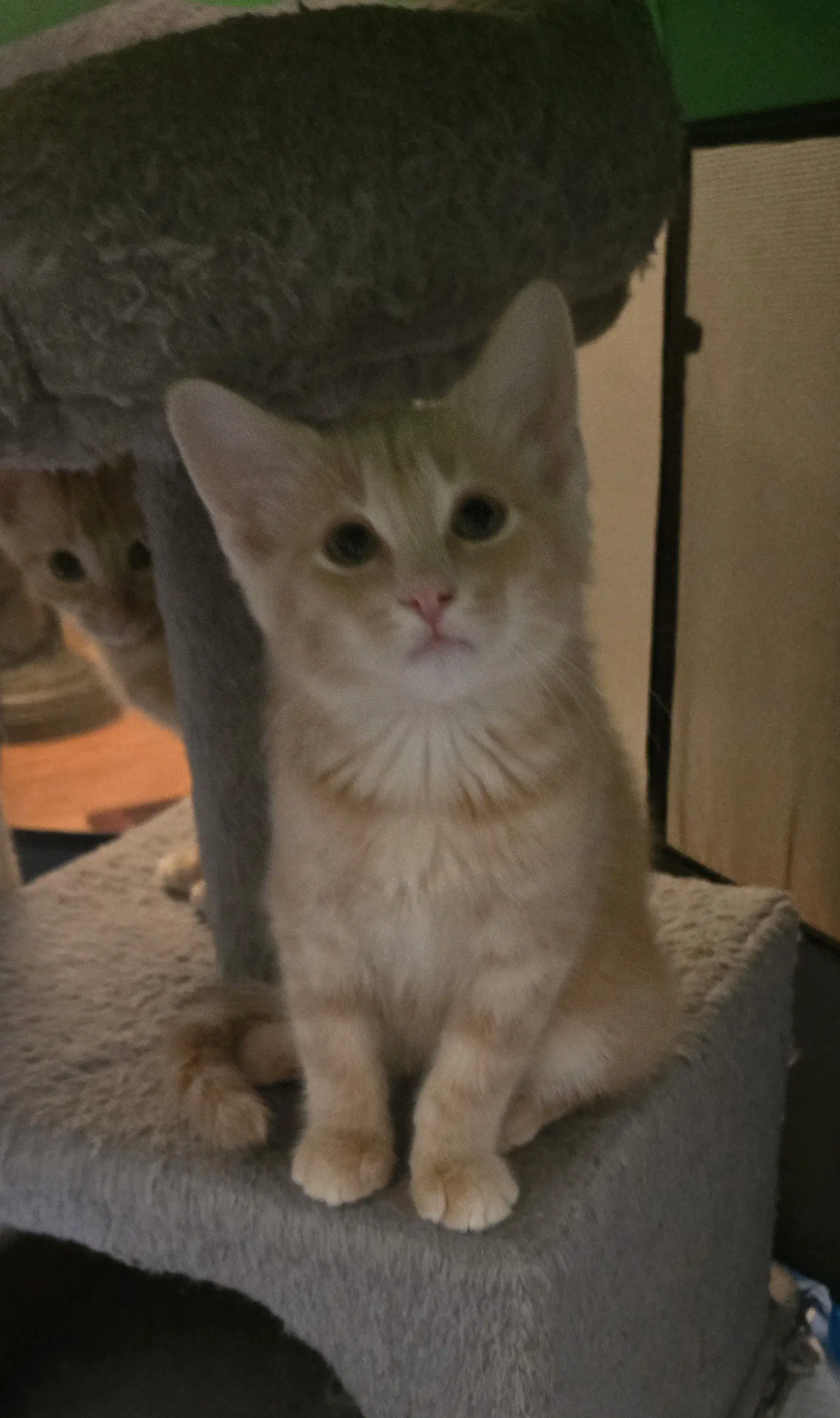 Clint - Domestic Medium Hair