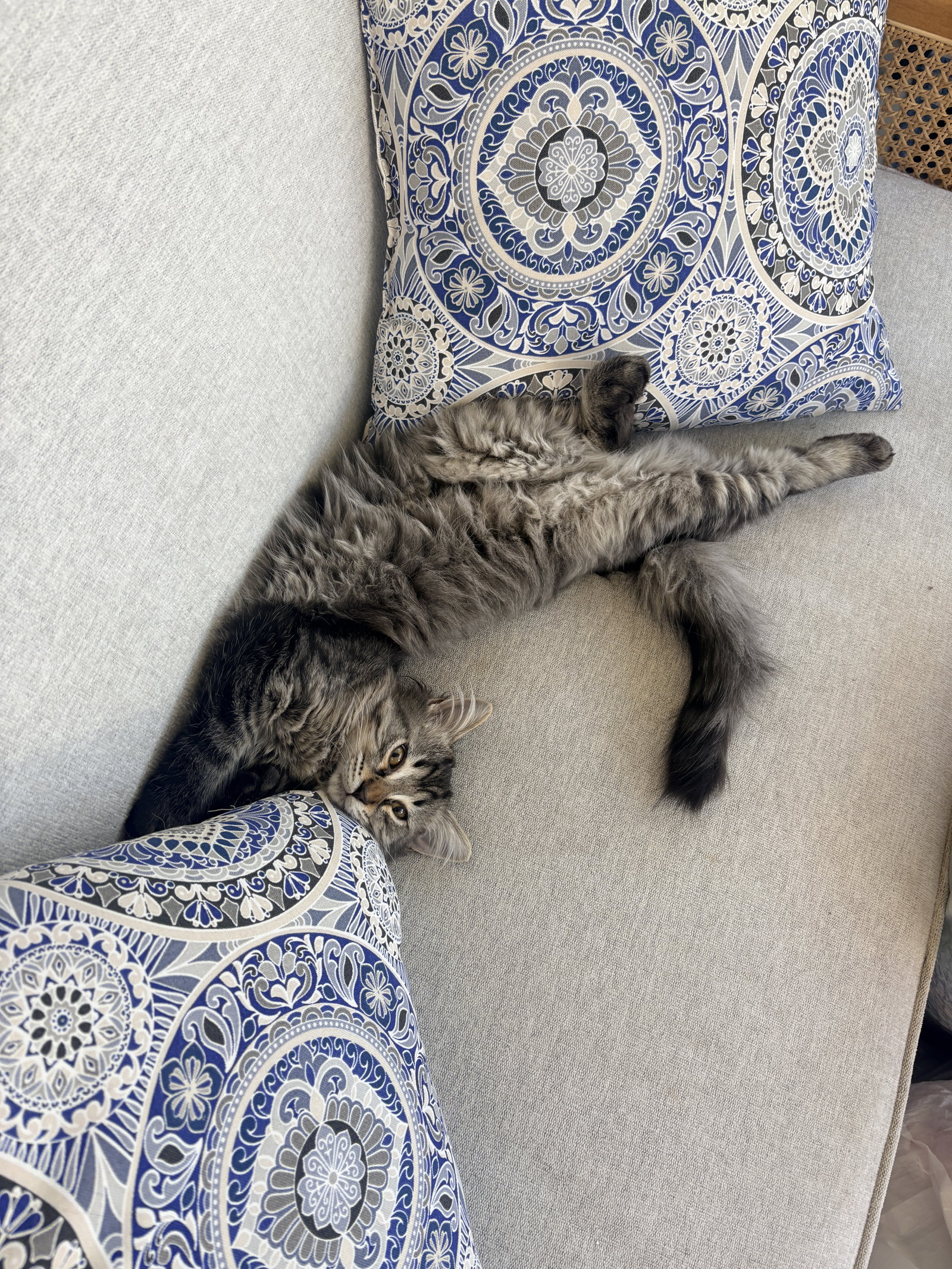 Ziggy Monster (must be adopted with Carlos), photo 4