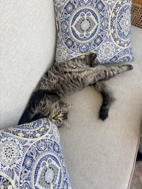 Photo 4 of Ziggy Monster (must be adopted with Carlos)