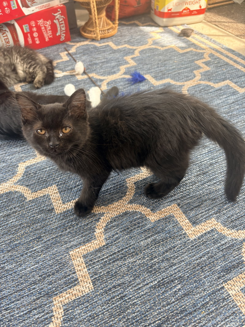 Fluff Monster, a male kitten up for adoption