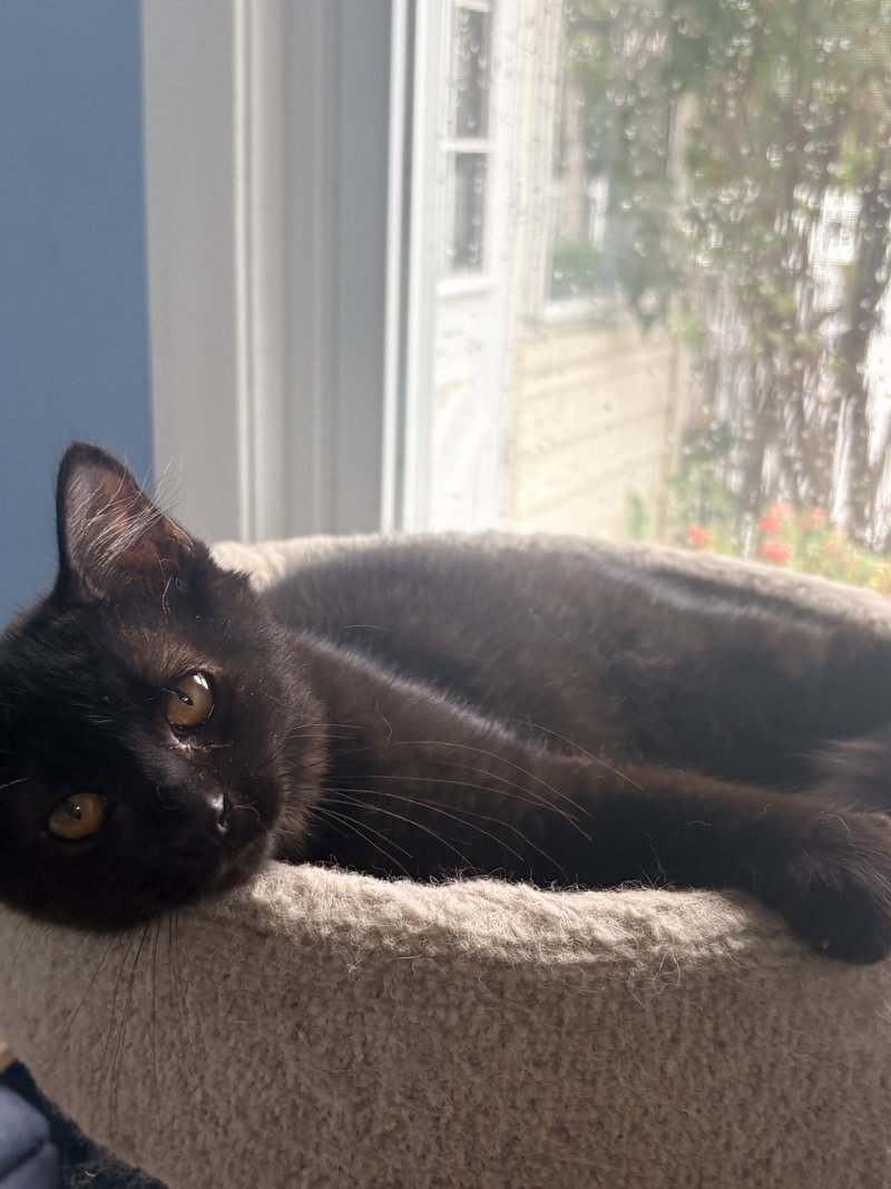 Fluff Monster, photo 3