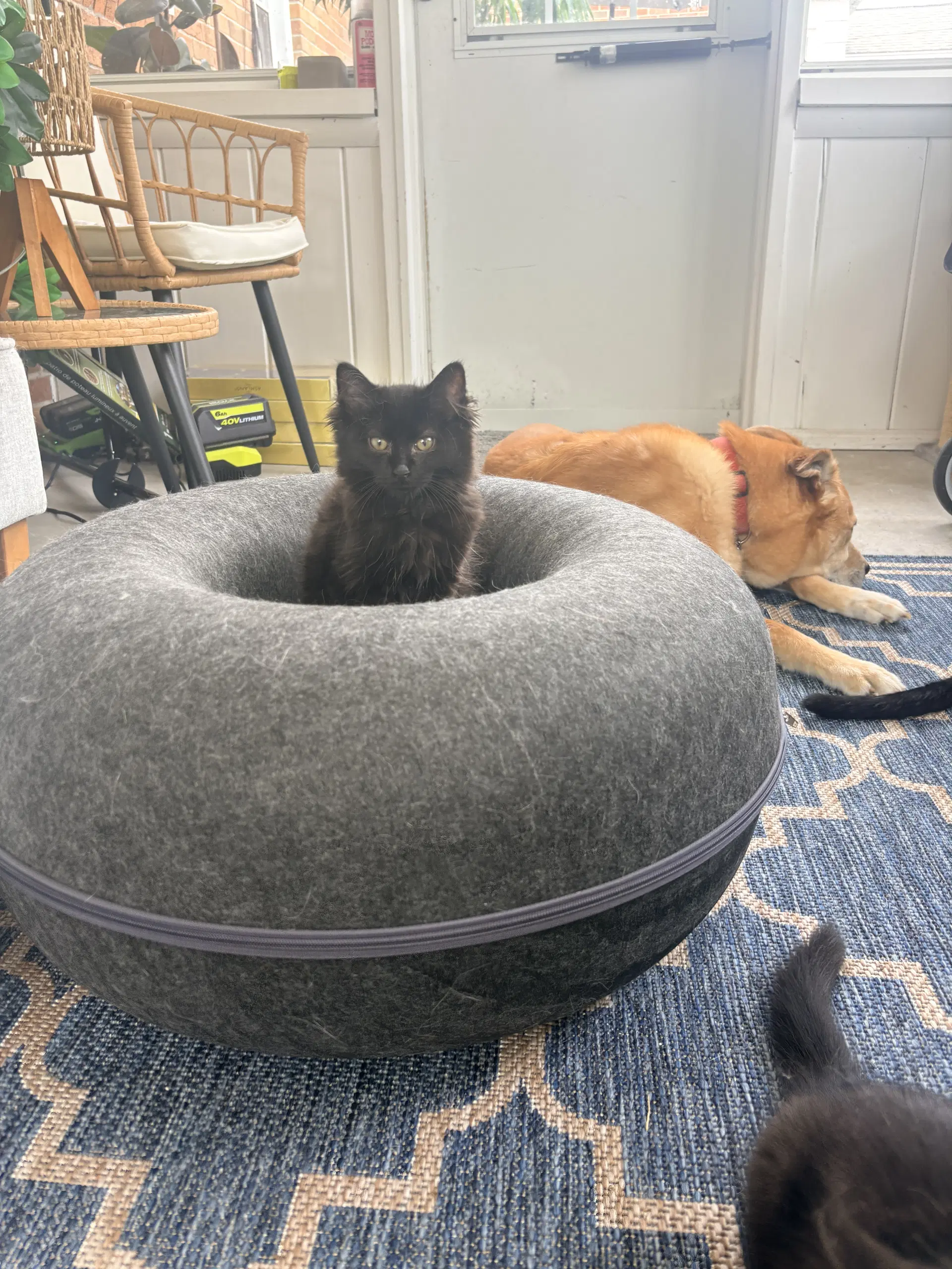 Cookie Monster - Domestic Medium Hair
