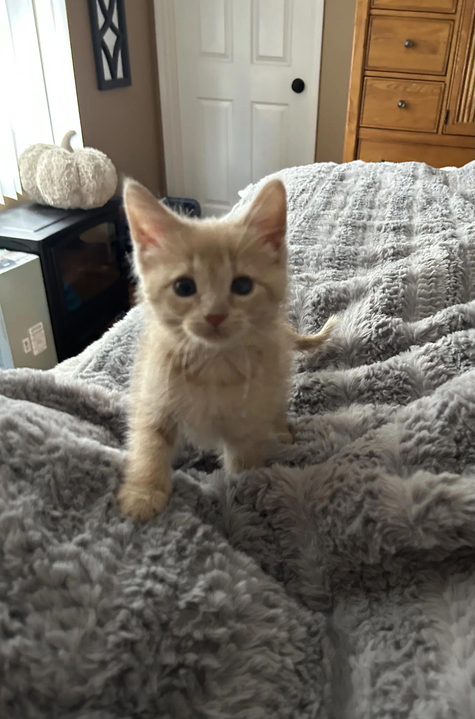 Soley - Domestic Short Hair
