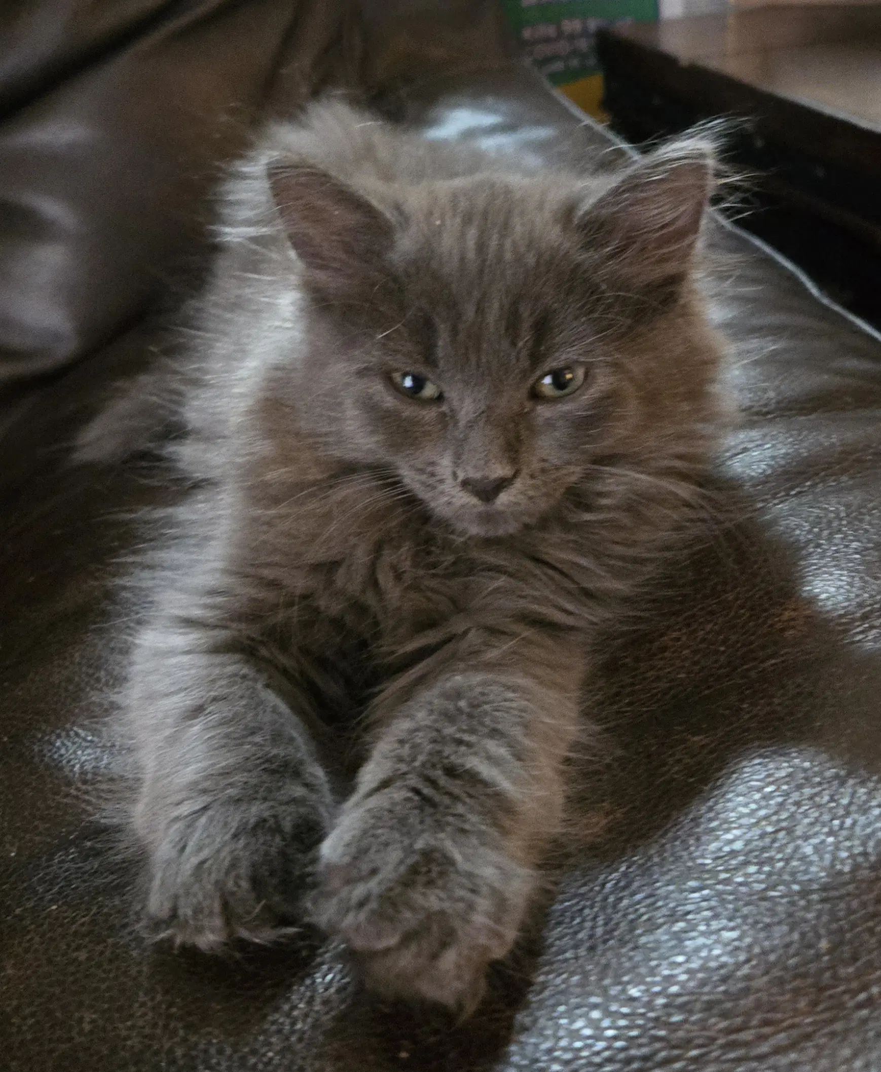 Olympia - Russian Blue