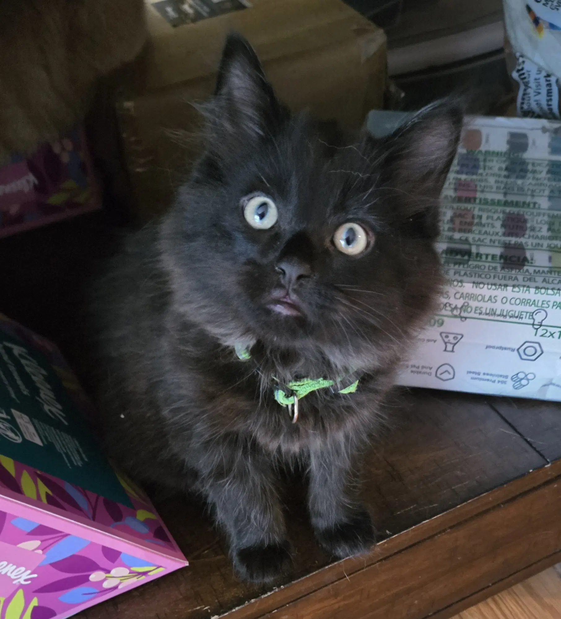 Ossie - Domestic Long Hair