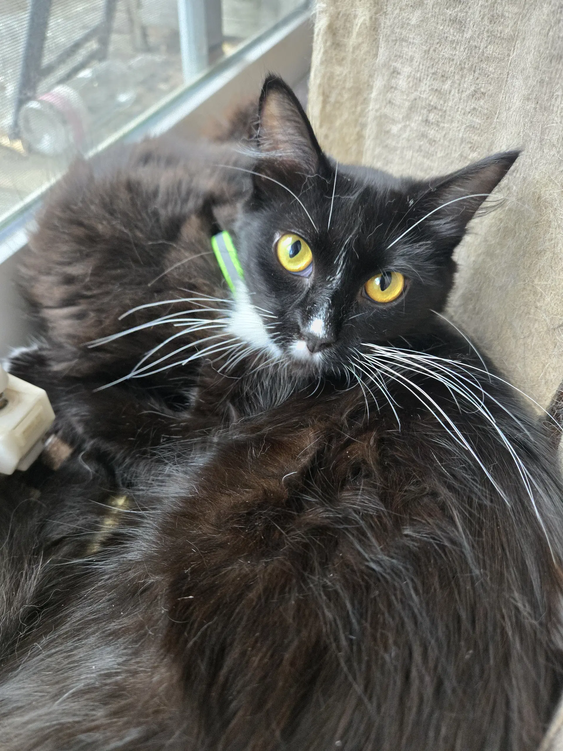 Olanna - Domestic Medium Hair