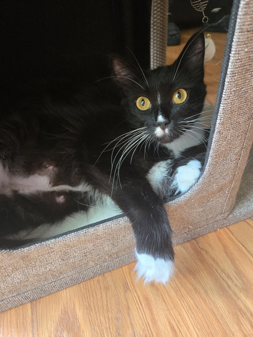picture of the cat needing adoption
