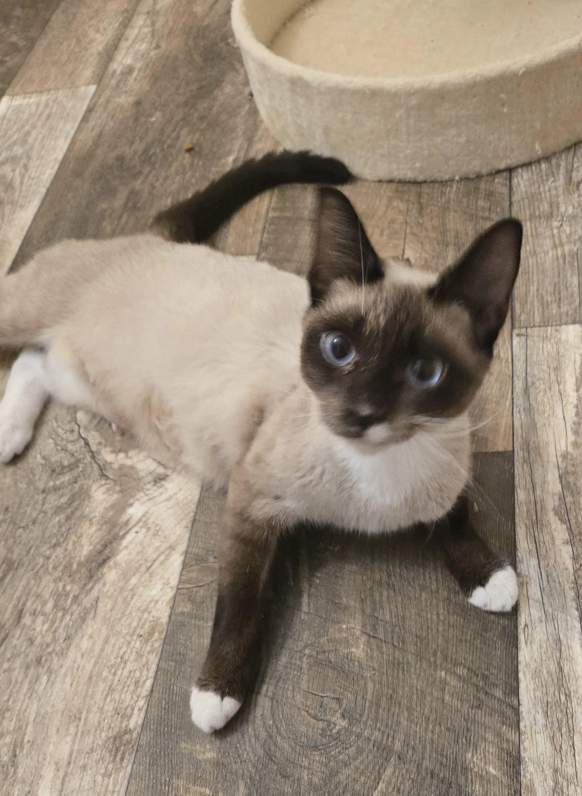 Roselyn - Domestic Short Hair