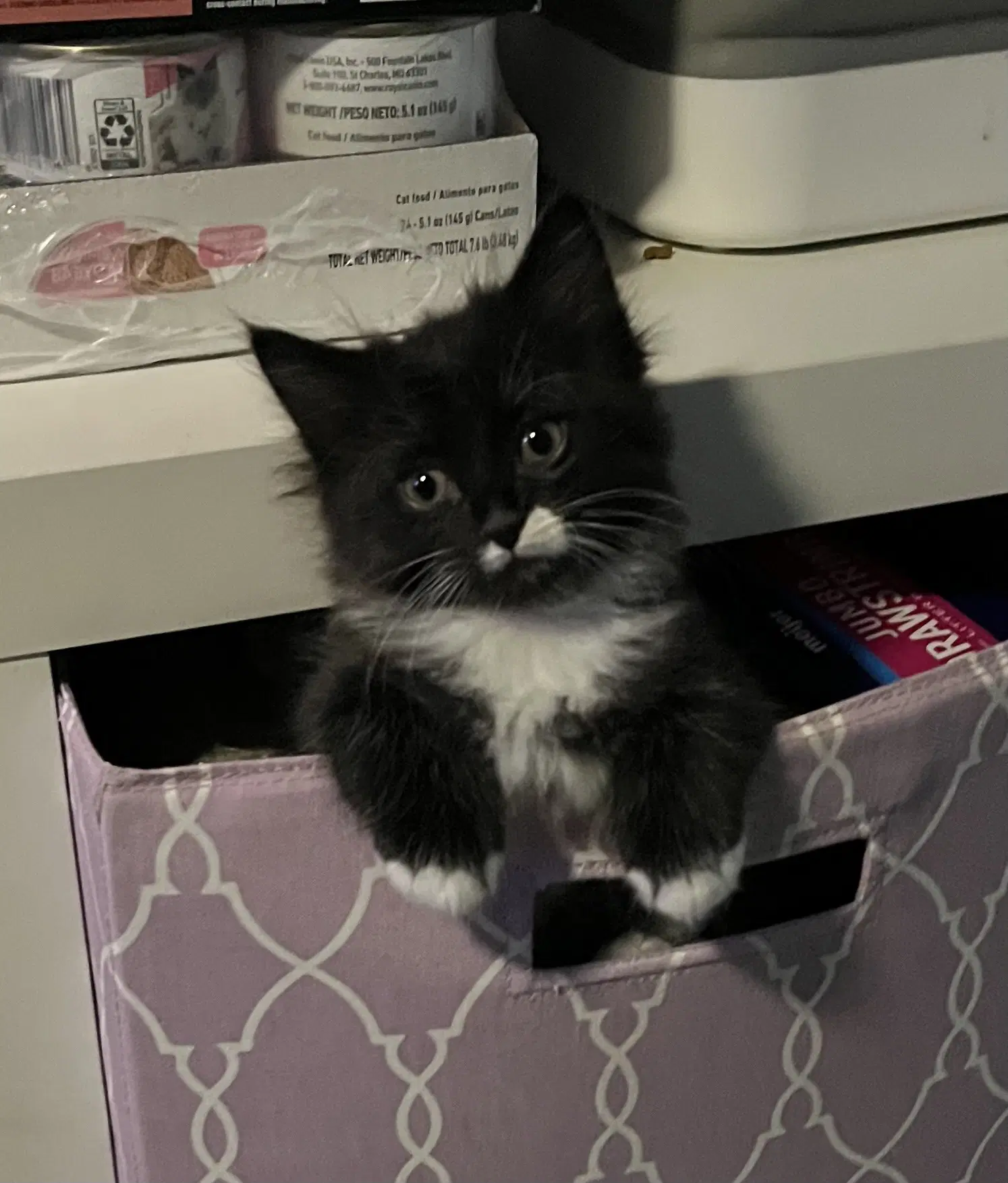 Pauli - Domestic Short Hair