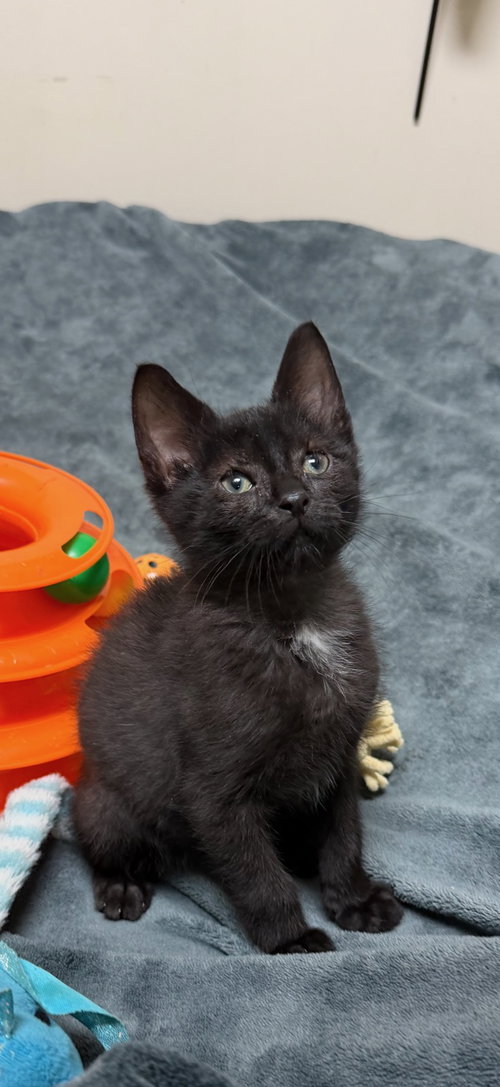 Goose Jr, a cat for adoption from For The Love Of Cats Rescue And Adoption