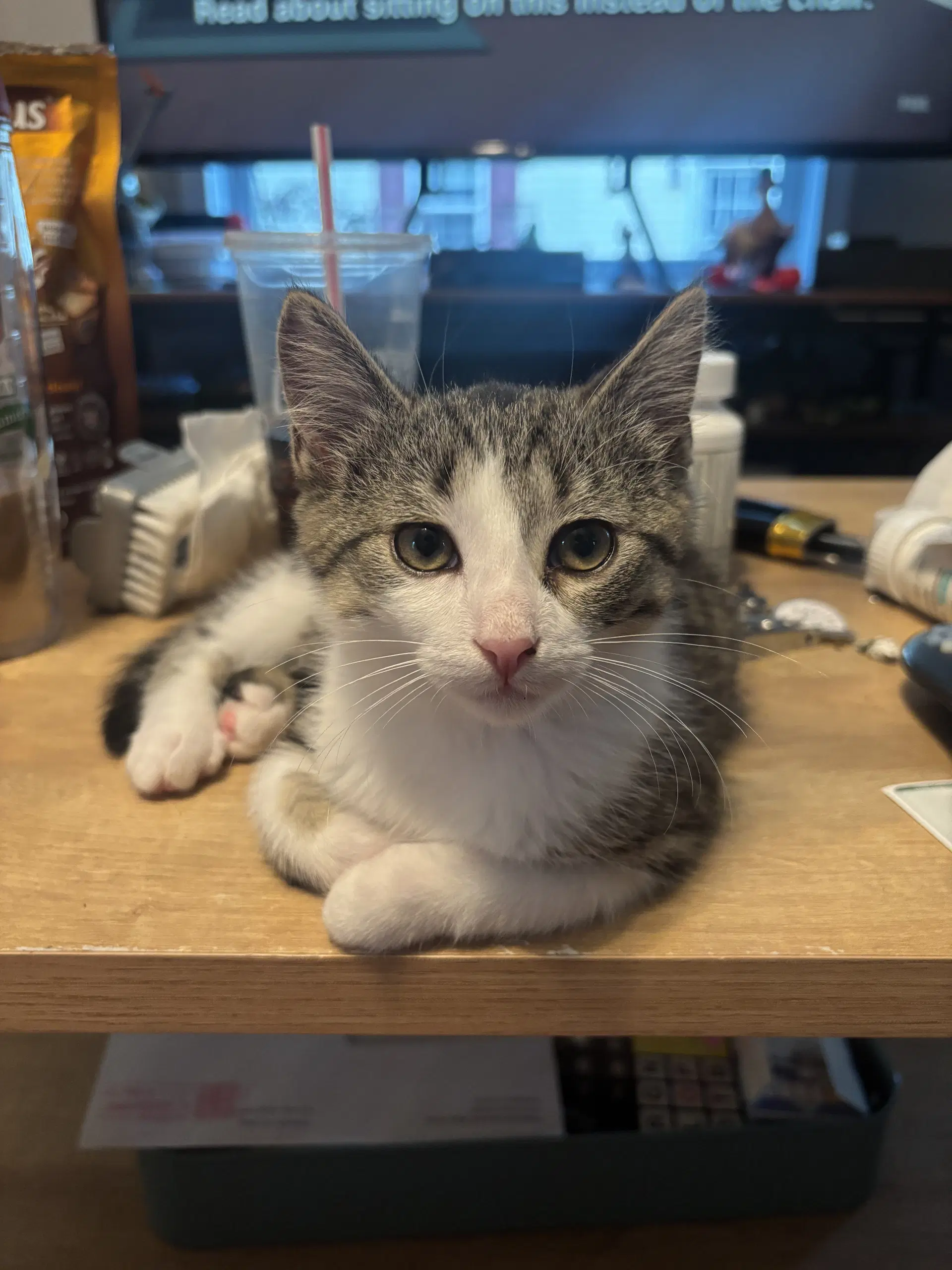 Squeak - Domestic Short Hair
