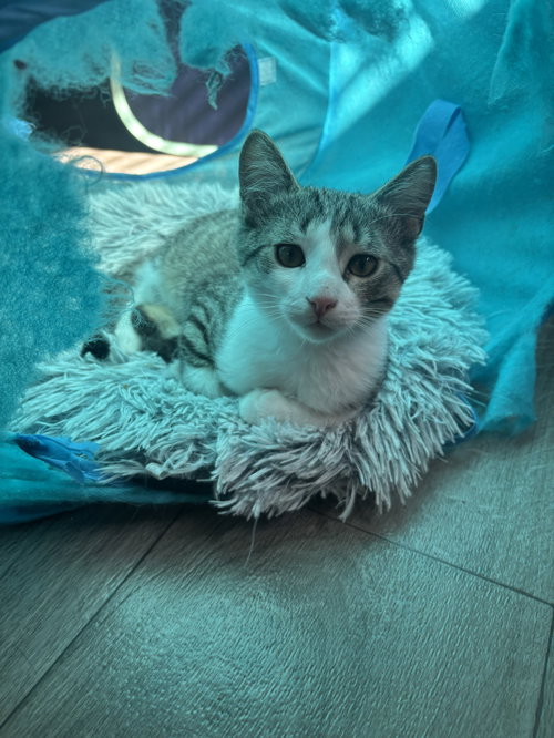 Photo 5 of Squeak